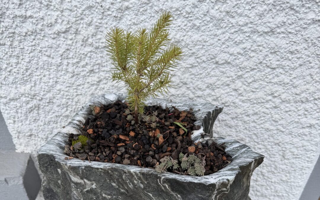 Bonsaitopf aus Zebrafelsen